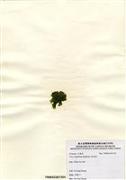 藏品(牡丹菜)的圖片